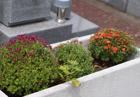 お檀家様が植えて育てられているお花